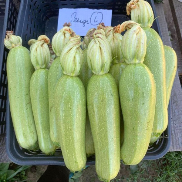 Ренді (INX 5286 F1) — кабачок ранній (Innova Seeds)