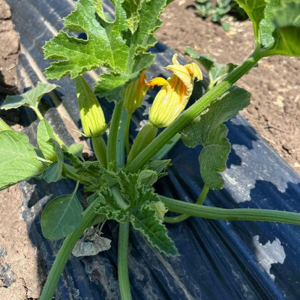 Ренді (INX 5286 F1) — кабачок ранній (Innova Seeds)