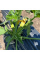 Ренді (INX 5286 F1) — кабачок ранній (Innova Seeds)