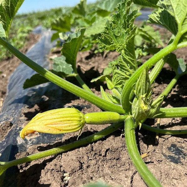 Ренді (INX 5286 F1) — кабачок ранній (Innova Seeds)