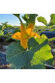 Ренді (INX 5286 F1) — кабачок ранній (Innova Seeds)