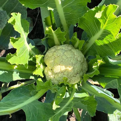 Софі (INX 1074) F1 — капуста цвітна середньорання (Innova Seeds)