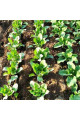 Софі (INX 1074) F1 — капуста цвітна середньорання (Innova Seeds)