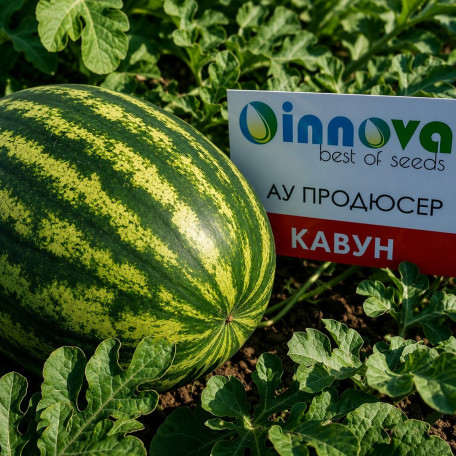 АУ-Продюсер — кавун типу Кримсон Світ середньостиглий (Innova Seeds)
