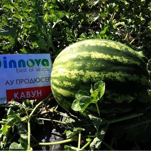 АУ-Продюсер — кавун типу Кримсон Світ середньостиглий (Innova Seeds)