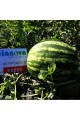 АУ-Продюсер — кавун типу Кримсон Світ середньостиглий (Innova Seeds)