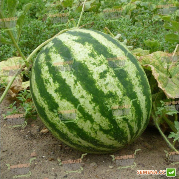 АУ-Продюсер — кавун типу Кримсон Світ середньостиглий (Innova Seeds)