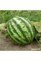 АУ-Продюсер — кавун типу Кримсон Світ середньостиглий (Innova Seeds)