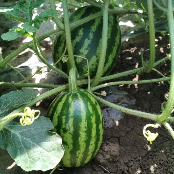АУ-Продюсер — кавун типу Кримсон Світ середньостиглий (Innova Seeds)