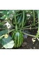 АУ-Продюсер — кавун типу Кримсон Світ середньостиглий (Innova Seeds)