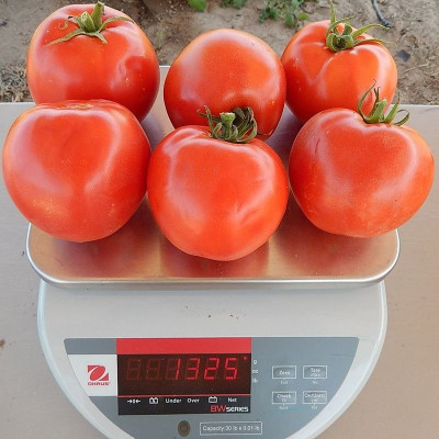 Арнольд (INX 1577) F1 — томат детермінантний (Innova Seeds)