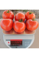 Арнольд (INX 1577) F1 — томат детермінантний (Innova Seeds)