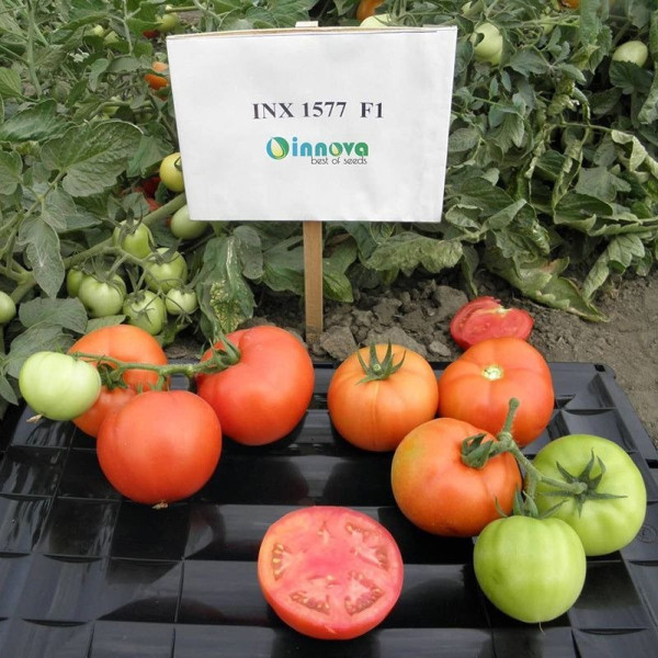 Арнольд (INX 1577) F1 — томат детермінантний (Innova Seeds)