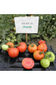 Арнольд (INX 1577) F1 — томат детермінантний (Innova Seeds)