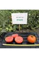 Арнольд (INX 1577) F1 — томат детермінантний (Innova Seeds)