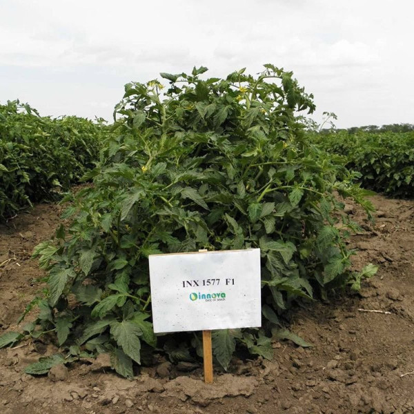 Арнольд (INX 1577) F1 — томат детермінантний (Innova Seeds)