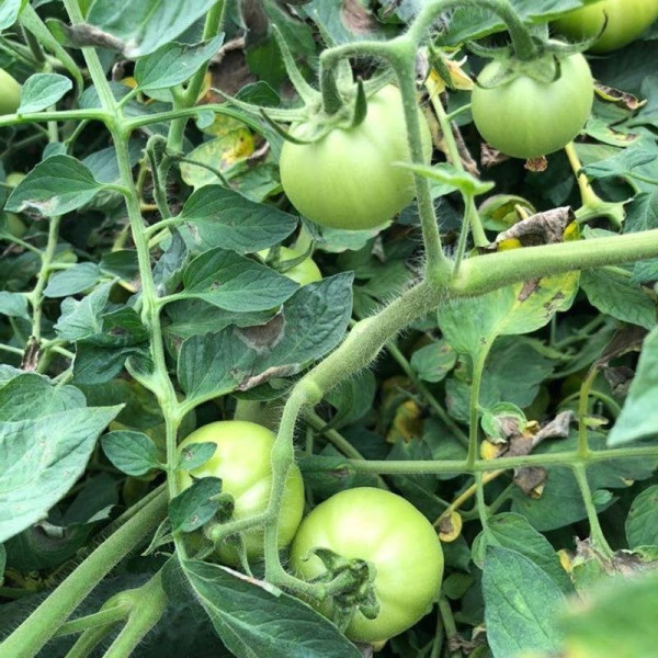 Арнольд (INX 1577) F1 — томат детермінантний (Innova Seeds)