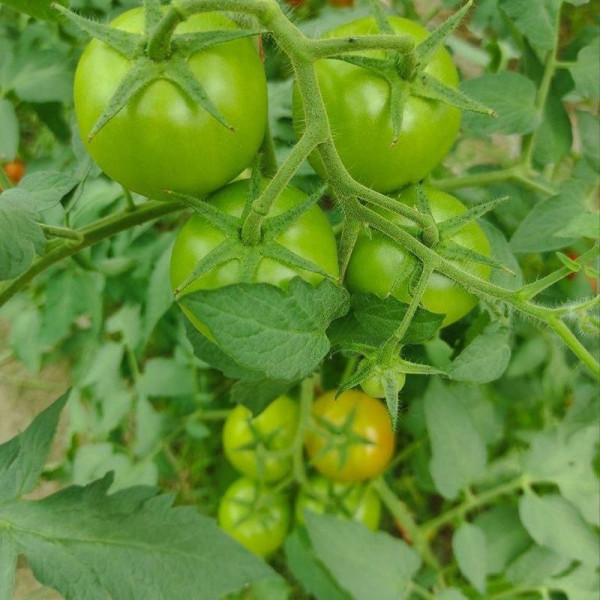 Діззи — томат індетермінантний (Innova Seeds)