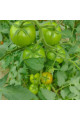 Діззи — томат індетермінантний (Innova Seeds)