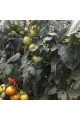 Діззи — томат індетермінантний (Innova Seeds)