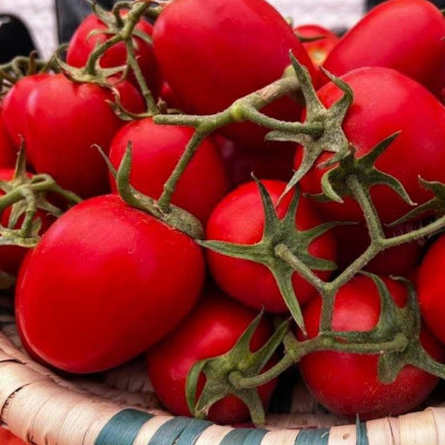 Ханна F1 — томат сливка детермінантний (Innova Seeds)