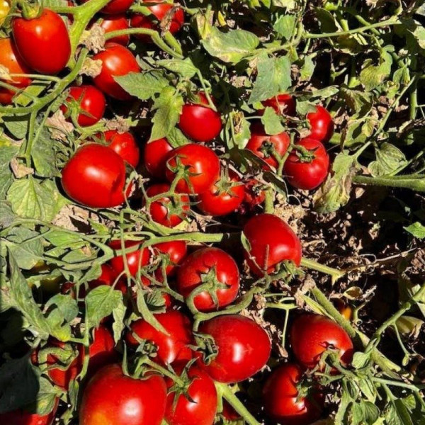 Ханна F1 — томат сливка детермінантний (Innova Seeds)