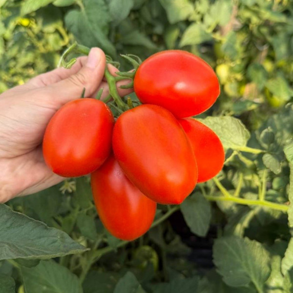 Ханна F1 — томат сливка детермінантний (Innova Seeds)