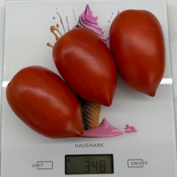 Ханна F1 — томат сливка детермінантний (Innova Seeds)