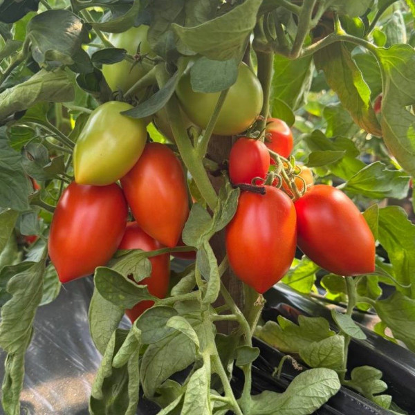 Ханна F1 — томат сливка детермінантний (Innova Seeds)