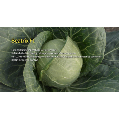 Беатрікс F1 — капуста б/г ультрарання (Joeun Seeds)