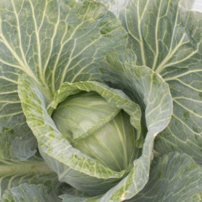 JS 83 F1 — капуста б/г середньопізня (Joeun Seeds)