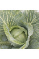 JS 83 F1 — капуста б/г середньопізня (Joeun Seeds)