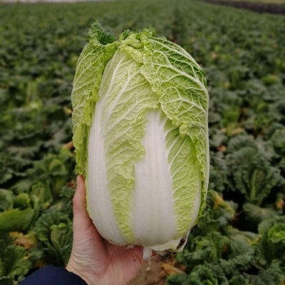JS 4040 F1 — капуста пекінська рання (Joeun Seeds)