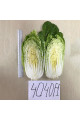 JS 4040 F1 — капуста пекінська рання (Joeun Seeds)