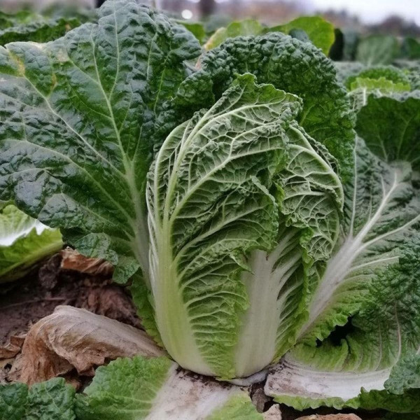 JS 4040 F1 — капуста пекінська рання (Joeun Seeds)