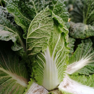 JS 4042 F1 — капуста пекінська середньостигла (Joeun Seeds)