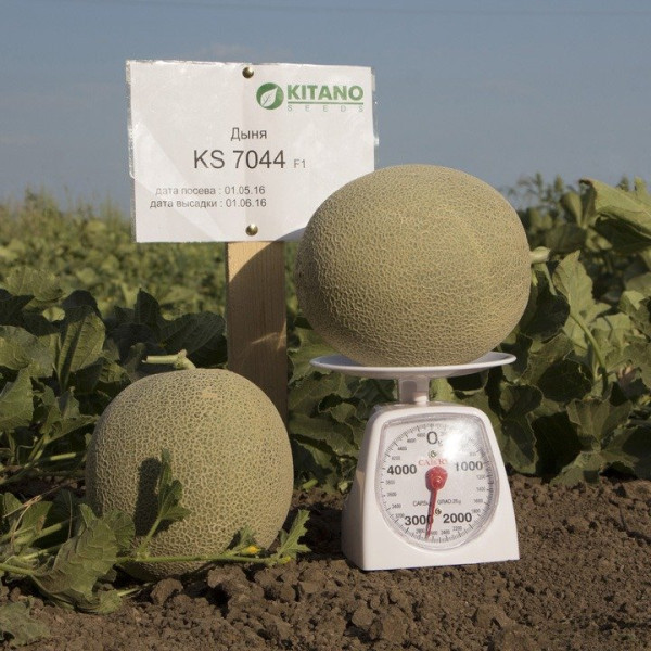 KS 7044 F1 — диня типу Japanese середньопізня (Kitano Seeds)