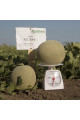 KS 7044 F1 — диня типу Japanese середньопізня (Kitano Seeds)