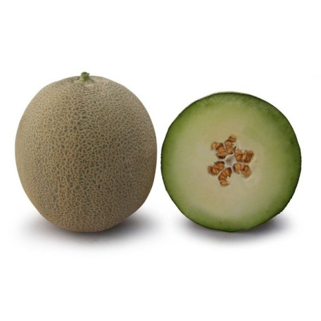 KS 7044 F1 — диня типу Japanese середньопізня (Kitano Seeds)