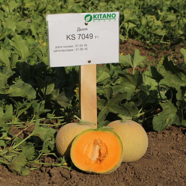 KS 7049 F1 — диня типу Канталупа середньопізня (Kitano Seeds)