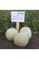 Міра F1 — диня типу Honey Dew середньопізня (Kitano Seeds)