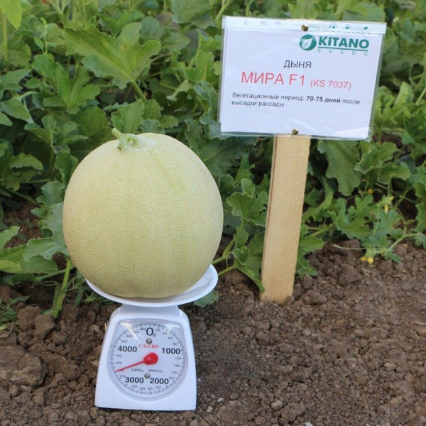 Міра F1 — диня типу Honey Dew середньопізня (Kitano Seeds)
