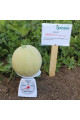 Міра F1 — диня типу Honey Dew середньопізня (Kitano Seeds)