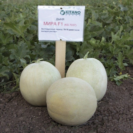 Міра F1 — диня типу Honey Dew середньопізня (Kitano Seeds)