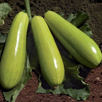 Язума F1 — кабачок ультраранній (Kitano Seeds)