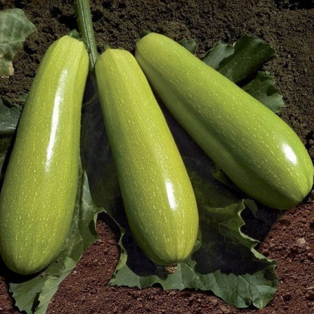 Язума F1 — кабачок ультраранній (Kitano Seeds)