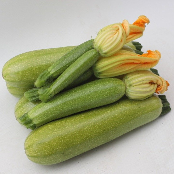 Язума F1 — кабачок ультраранній (Kitano Seeds)