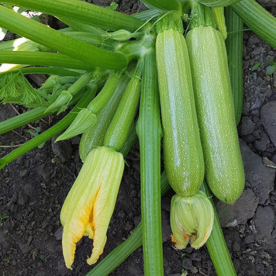Йокі F1 — кабачок ранньостиглий (Kitano Seeds)