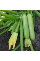 Йокі F1 — кабачок ранньостиглий (Kitano Seeds)