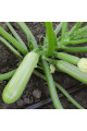 Йокі F1 — кабачок ранньостиглий (Kitano Seeds)